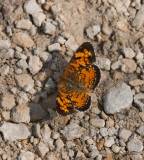 Pearl Crescent _11R9676.jpg