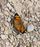 Pearl Crescent _11R9678.jpg