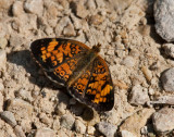 Pearl Crescent _11R9682.jpg