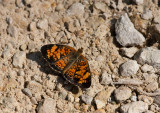 Pearl Crescent _11R9683.jpg