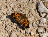 Pearl Crescent _11R9685.jpg