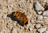 Pearl Crescent _11R9688.jpg