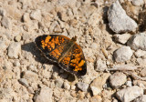 Pearl Crescent _11R9690.jpg