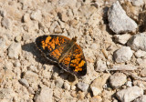 Pearl Crescent _11R9691.jpg