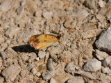 Pearl Crescent _11R9692.jpg
