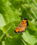 Pearl Crescent _I9I5708.jpg