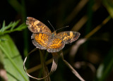 Pearl Crescent _MG_1284.jpg