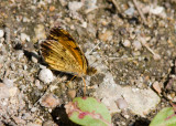 Pearl Crescent _MG_2275.jpg
