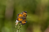 Pearl Crescent _MG_9707.jpg