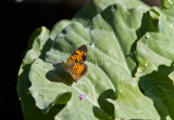 Pearl Crescent _MG_9975.jpg