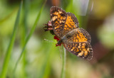 Pearl Crescent _MG_0298.jpg