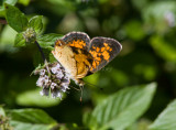 Pearl Crescent _MG_7066.jpg
