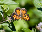Pearl Crescent _MG_7184.jpg