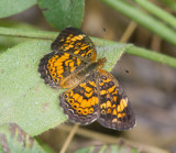 Pearl Crescent _MG_7915.jpg