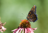 Red-spotted Purple _MG_7462.jpg