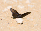 Red-spotted Purple _MG_9686.jpg