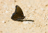 Red-spotted Purple _S9S6844.jpg