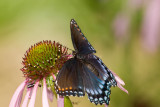 Red-spotted Purple _I9I3906.jpg