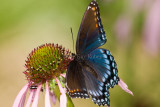 Red-spotted Purple _I9I3908.jpg