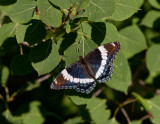 White Admiral _11R6451.jpg