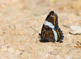 White Admiral _S9S8165.jpg