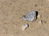 Spring Azure _11R2972.jpg