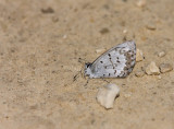 Spring Azure _11R2985.jpg