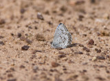 Spring Azure _11R6188.jpg
