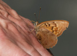 Tawny Emperor _11R2035.jpg
