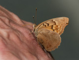 Tawny Emperor _11R2040.jpg