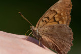 Tawny Emperor _11R2043.jpg
