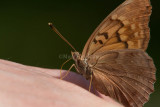 Tawny Emperor _11R2046.jpg