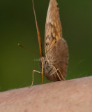 Tawny Emperor _11R2053.jpg