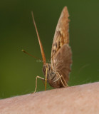 Tawny Emperor _11R2055.jpg