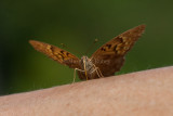 Tawny Emperor _11R2056.jpg