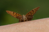 Tawny Emperor _11R2057.jpg