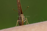 Tawny Emperor _11R2059.jpg