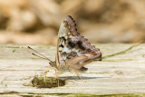 Tawny Emperor _I9I4799.jpg