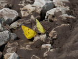 Clouded and Orange Sulphurs puddling _11R0143.jpg