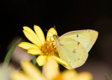 _Clouded Sulphur _MG_9479.jpg