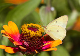 _Sulphur _MG_9993.jpg
