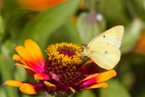 _Sulphur _MG_9994.jpg