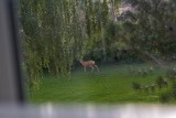 Avon 38 5185 From living room window