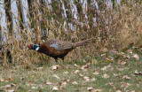 Pheasant 5409
