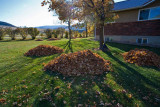 Avon 163 5546 Got leaves?