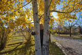 Avon 165 5551 Busted! The word is out, I'm a tree hugger.