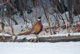 Avon 219 5679 Pheasant thru the glass...the kitchen window.