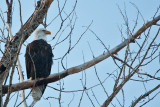 American Bald Eagle 5695