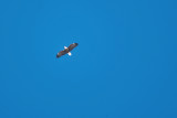 eagle 8 5754
