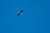 eagle 13 5738